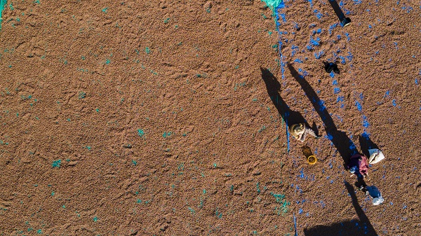 Foto - Giresunlu üreticiler bu işlem için 110 kilometre gitti