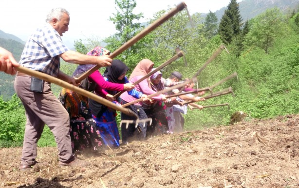 Foto - Giresun'un Çanakçı ilçesinde asırlık imece geleneği yaşatılıyor