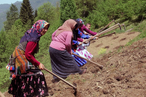 Foto - Giresun'un Çanakçı ilçesinde asırlık imece geleneği yaşatılıyor