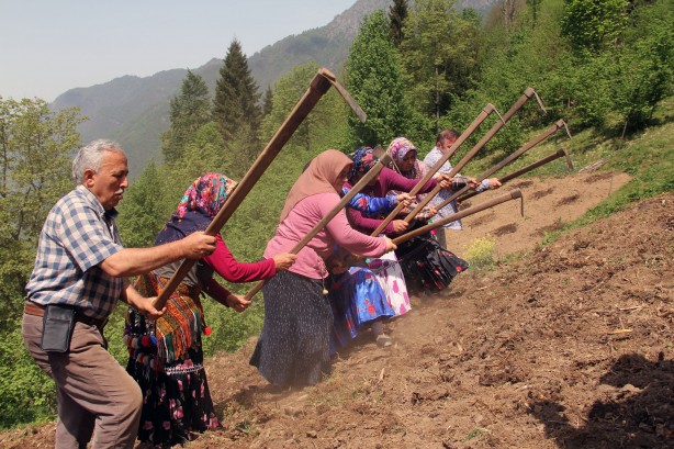 Foto - Giresun'un Çanakçı ilçesinde asırlık imece geleneği yaşatılıyor