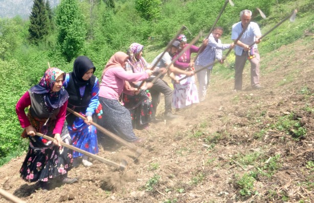 Giresun'un Çanakçı ilçesinde asırlık imece geleneği yaşatılıyor