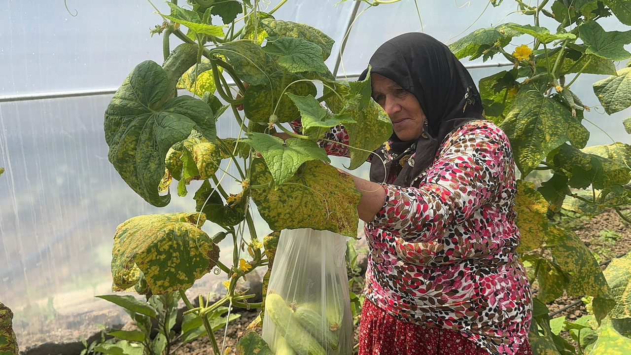 Foto - Giresun’un zirvesinde başarı hikayesi! Melek teyze kendi işinin patronu oldu