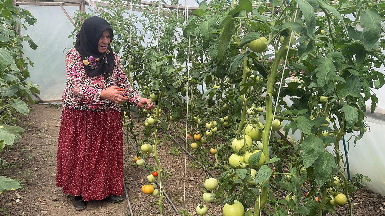 Foto - Giresun’un zirvesinde başarı hikayesi! Melek teyze kendi işinin patronu oldu
