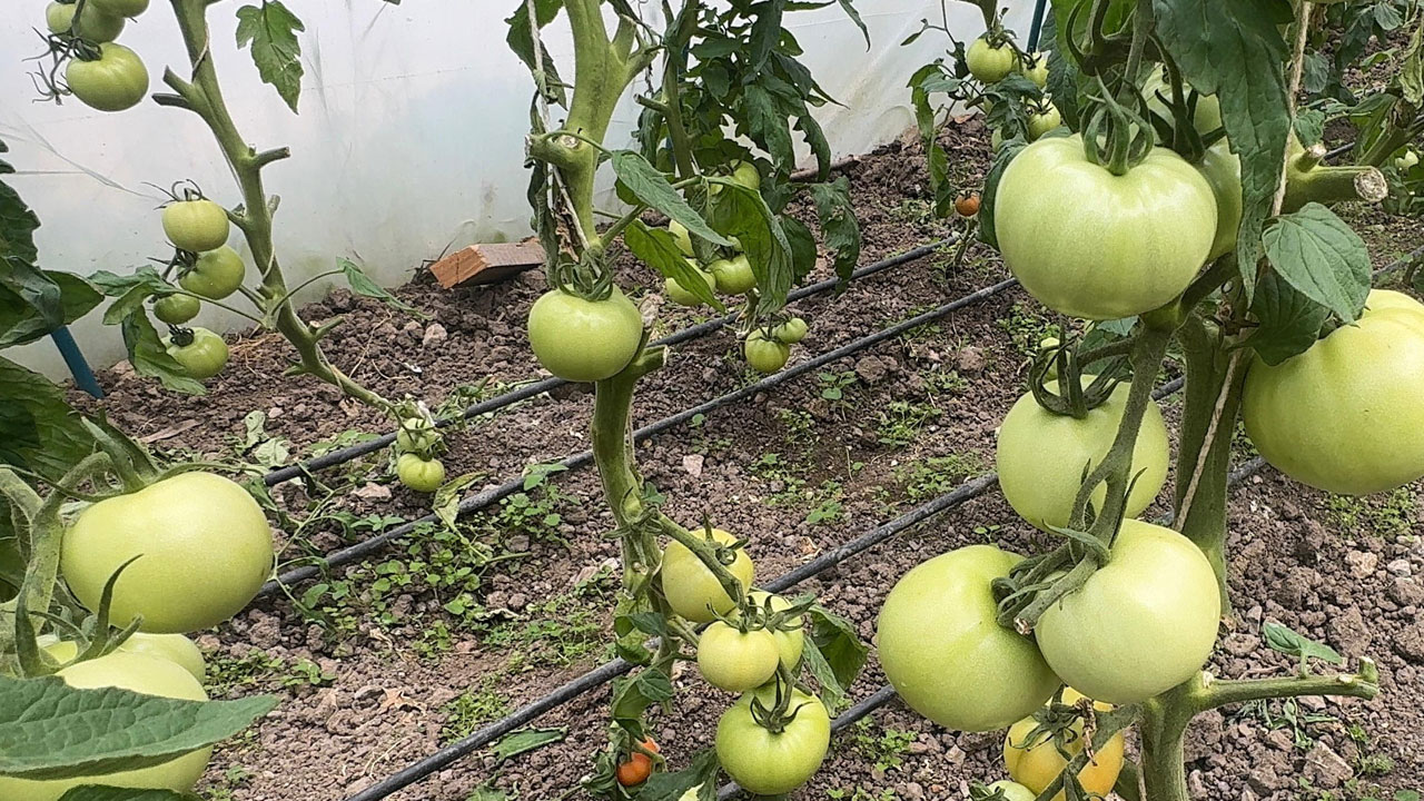 Foto - Giresun’un zirvesinde başarı hikayesi! Melek teyze kendi işinin patronu oldu