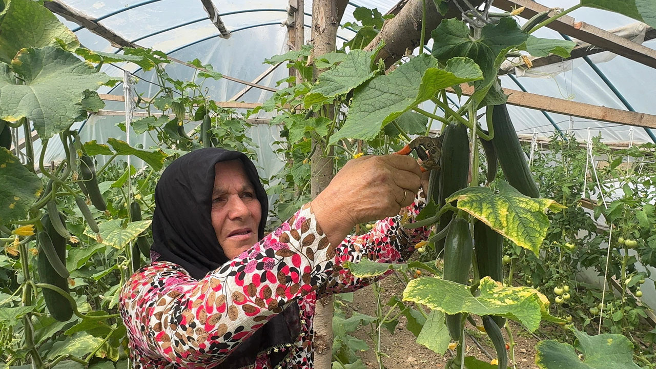 Giresun’un zirvesinde başarı hikayesi! Melek teyze kendi işinin patronu oldu