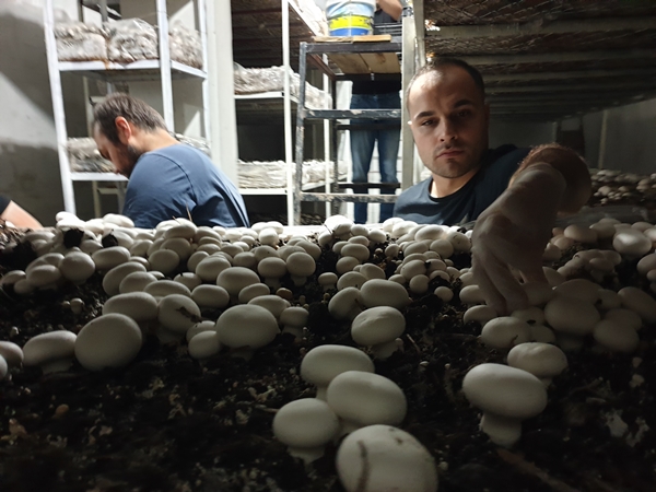 Foto - Girişimci kuzenler kurdukları işletmede kültür mantarı yetiştiriyor