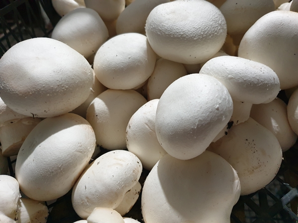 Foto - Girişimci kuzenler kurdukları işletmede kültür mantarı yetiştiriyor