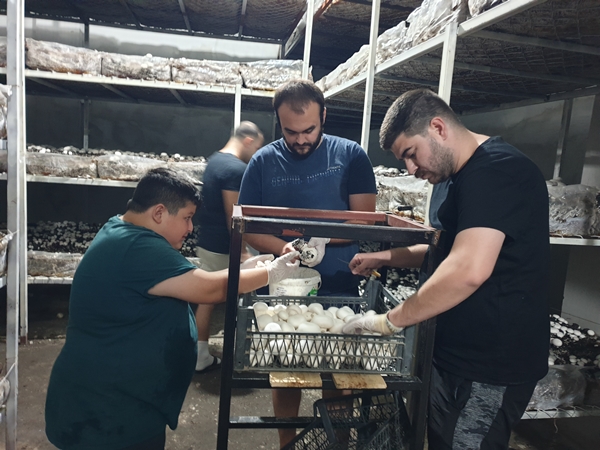 Foto - Girişimci kuzenler kurdukları işletmede kültür mantarı yetiştiriyor