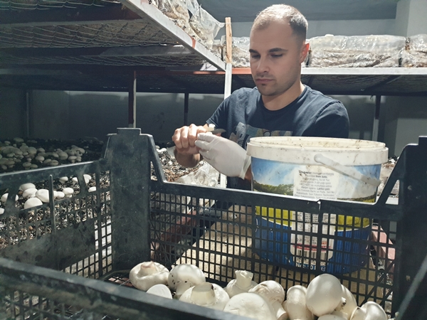 Foto - Girişimci kuzenler kurdukları işletmede kültür mantarı yetiştiriyor