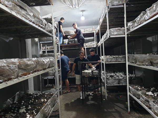 Foto - Girişimci kuzenler kurdukları işletmede kültür mantarı yetiştiriyor