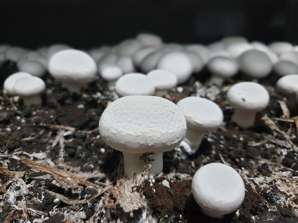 Foto - Girişimci kuzenler kurdukları işletmede kültür mantarı yetiştiriyor