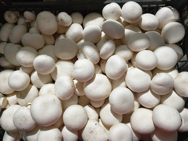 Foto - Girişimci kuzenler kurdukları işletmede kültür mantarı yetiştiriyor