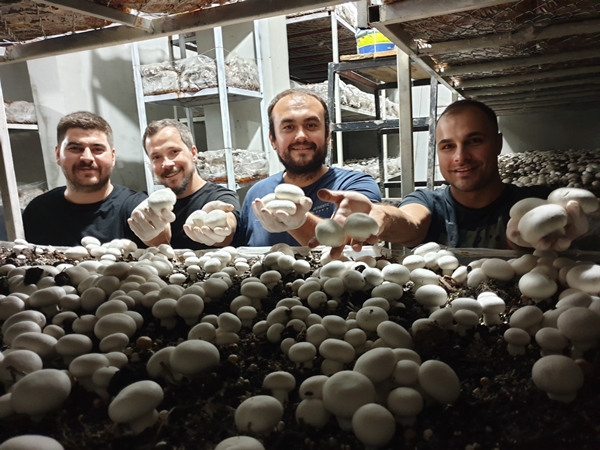 Foto - Girişimci kuzenler kurdukları işletmede kültür mantarı yetiştiriyor