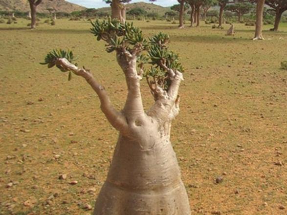 Foto - Gizemli bir ada: Sokotra