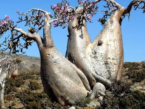 Foto - Gizemli bir ada: Sokotra