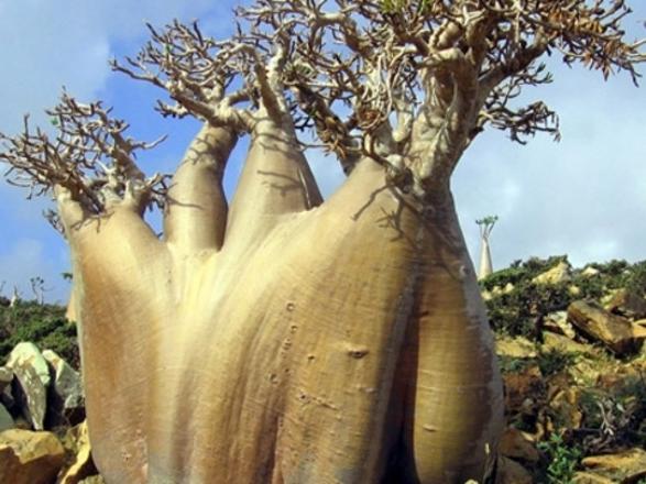 Foto - Gizemli bir ada: Sokotra