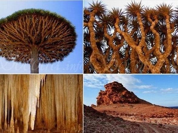 Foto - Gizemli bir ada: Sokotra