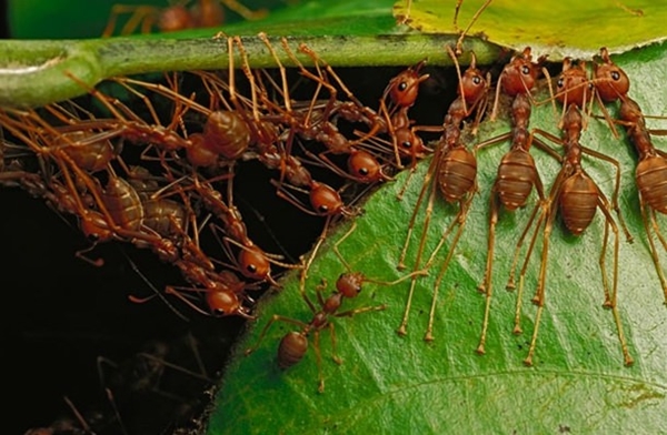 Foto - Gizemli hayvan yuvaları