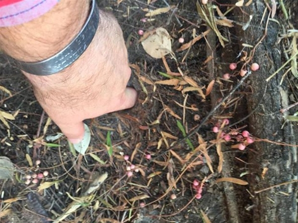 Foto - Gizemli hayvan yuvaları