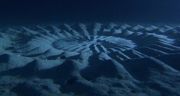 Foto - Gizemli hayvan yuvaları