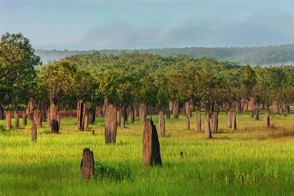 Foto - Gizemli hayvan yuvaları