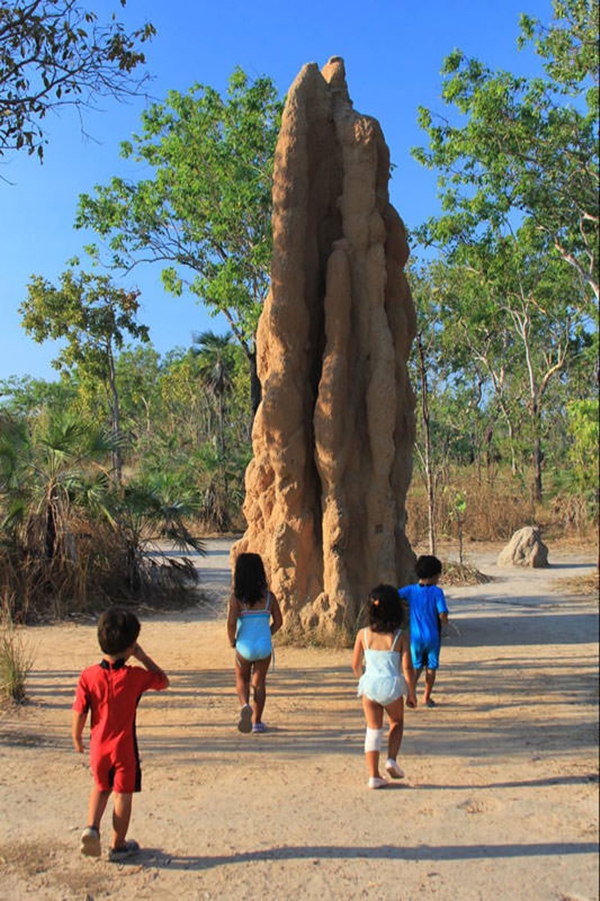 Foto - Gizemli hayvan yuvaları
