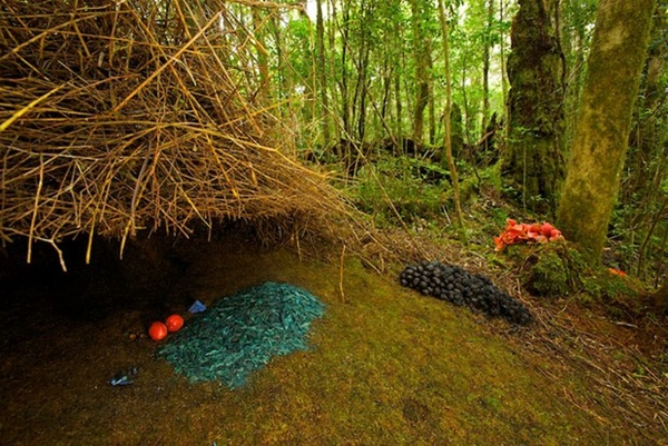 Foto - Gizemli hayvan yuvaları