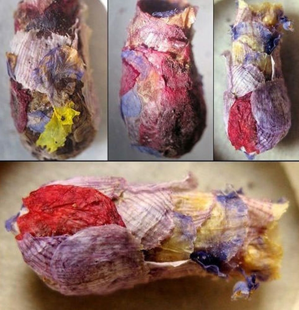 Foto - Gizemli hayvan yuvaları