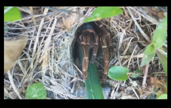 Foto - Gizemli hayvan yuvaları