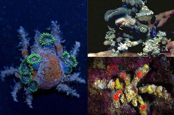 Foto - Gizemli hayvan yuvaları