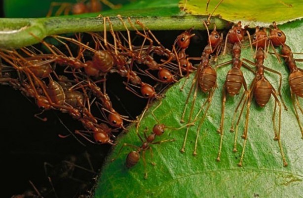 Foto - Gizemli yuvalar