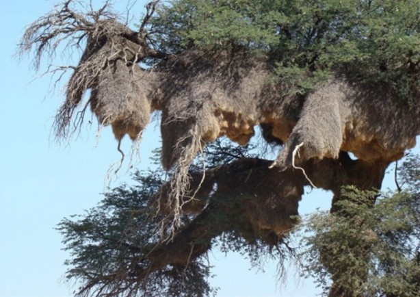 Foto - Gizemli yuvalar