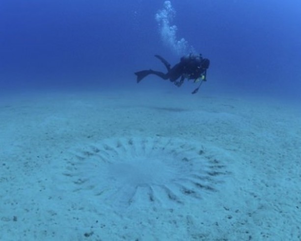 Foto - Gizemli yuvalar