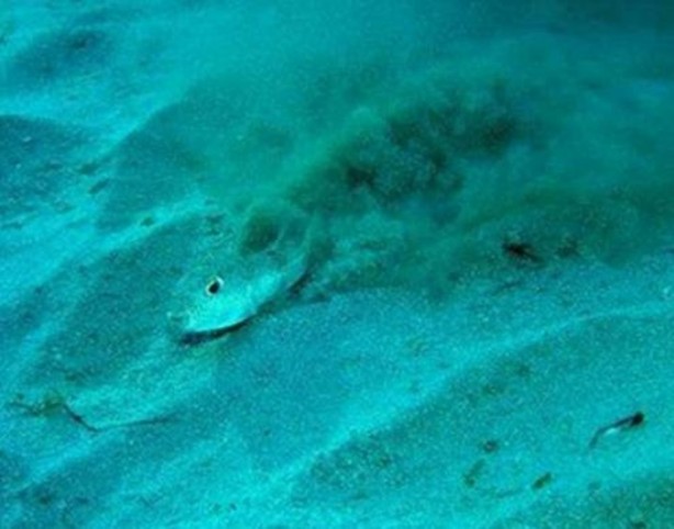 Foto - Gizemli yuvalar