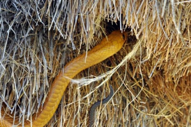 Foto - Gizemli yuvalar