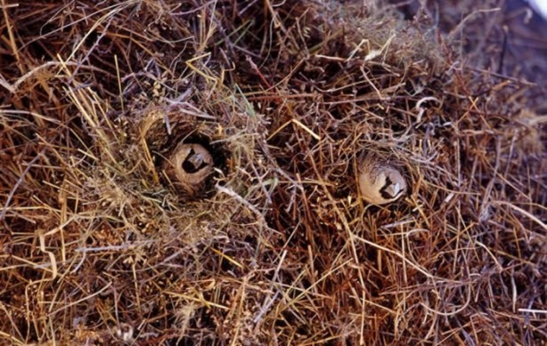 Foto - Gizemli yuvalar