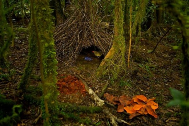 Foto - Gizemli yuvalar