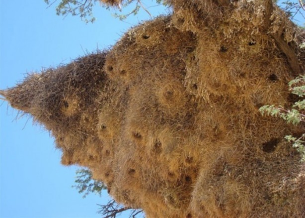 Foto - Gizemli yuvalar