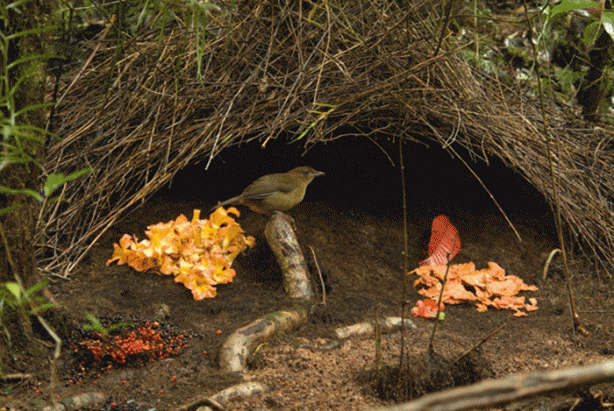 Foto - Gizemli yuvalar