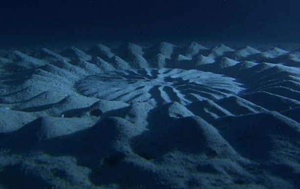 Foto - Gizemli yuvalar