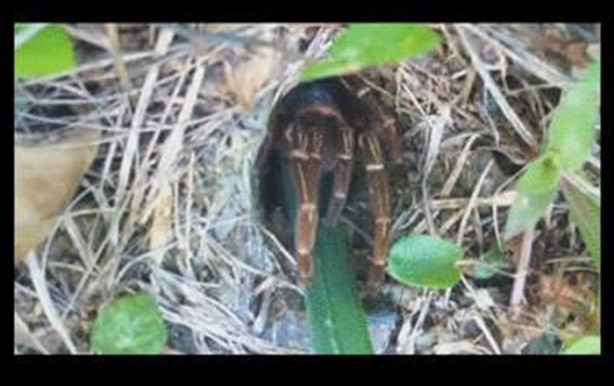 Foto - Gizemli yuvalar