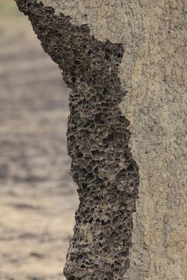 Foto - Gizemli yuvalar