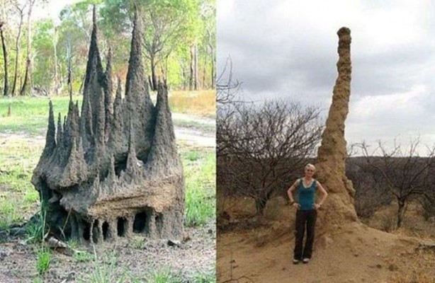 Foto - Gizemli yuvalar