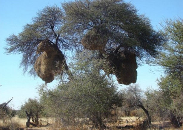 Foto - Gizemli yuvalar