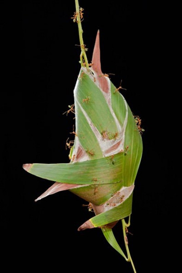 Foto - Gizemli yuvalar