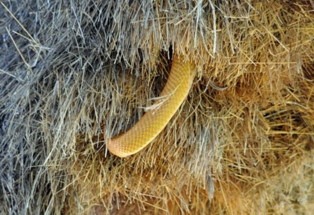 Foto - Gizemli yuvalar