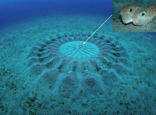 Foto - Gizemli yuvalar