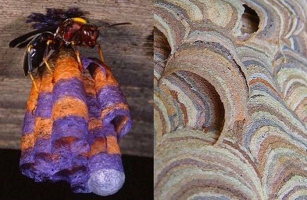 Foto - Gizemli yuvalar