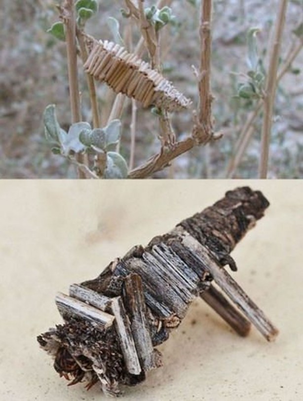 Foto - Gizemli yuvalar