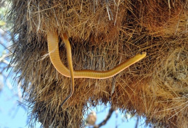 Foto - Gizemli yuvalar